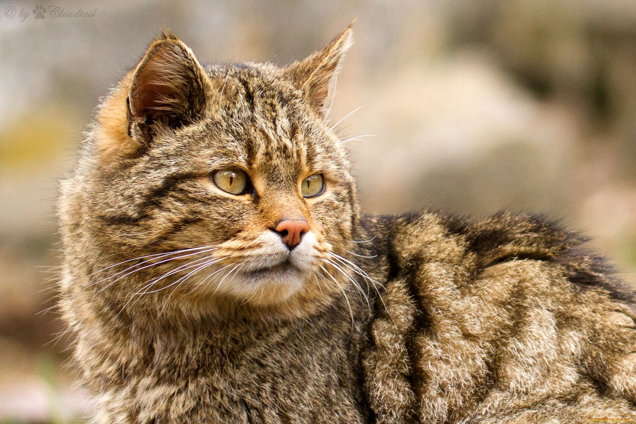 Дикая лесная кошка. Дикий Лесной кот. Британский Лесной кот. Европейская Лесная кошка. Шотландский дикий кот.